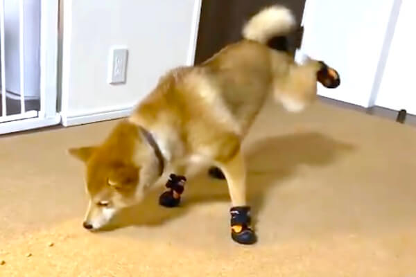 ど、どうしてもこうなっちゃう（ﾌﾟﾙﾌﾟﾙ…）」靴特訓中の柴犬にごめん