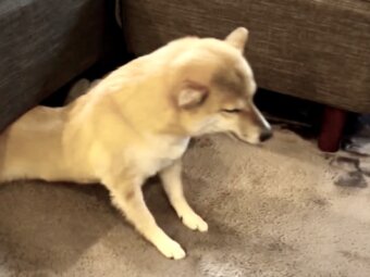 柴犬,動画
