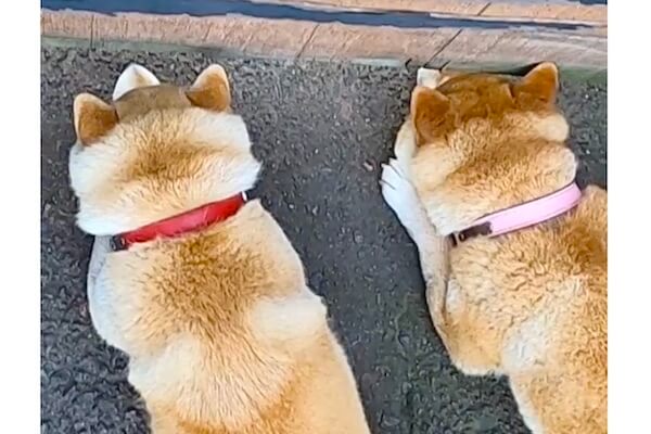 ボールがフェンスの向こうに。それを無言の圧でなんとかしようとする