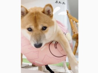 柴犬,動画