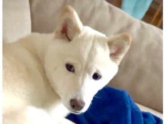 柴犬,動画