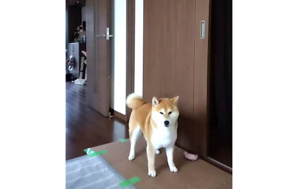 柴犬,動画