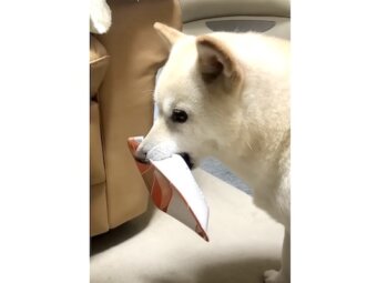 柴犬,動画