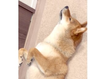 柴犬,動画