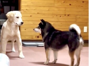 柴犬,動画