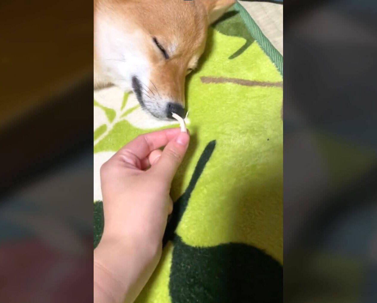 柴犬,動画