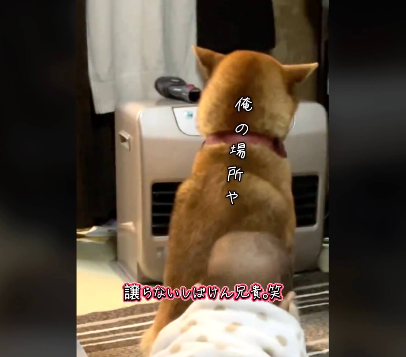 柴犬,動画