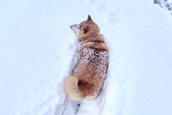 ゆき　(桜) 柴犬　後ろ姿　小物入れ 🌼～後ろ姿の柴犬～🌼 新作の中でも 一番のお気に入り