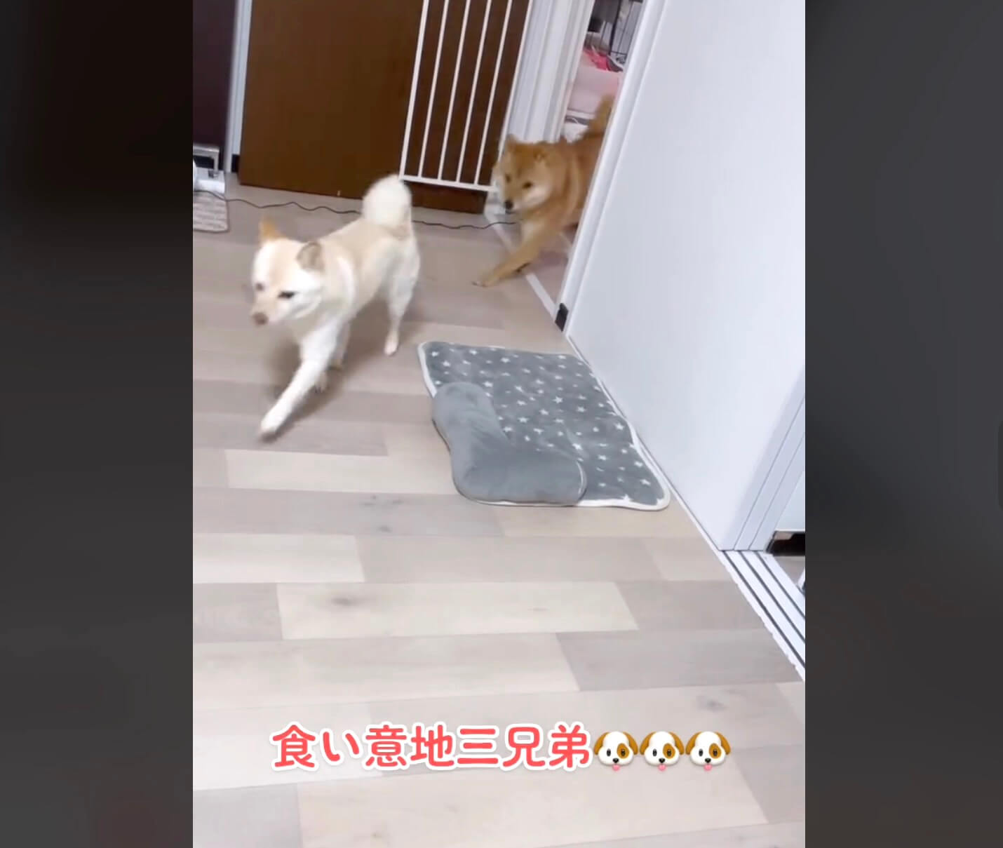 柴犬,動画