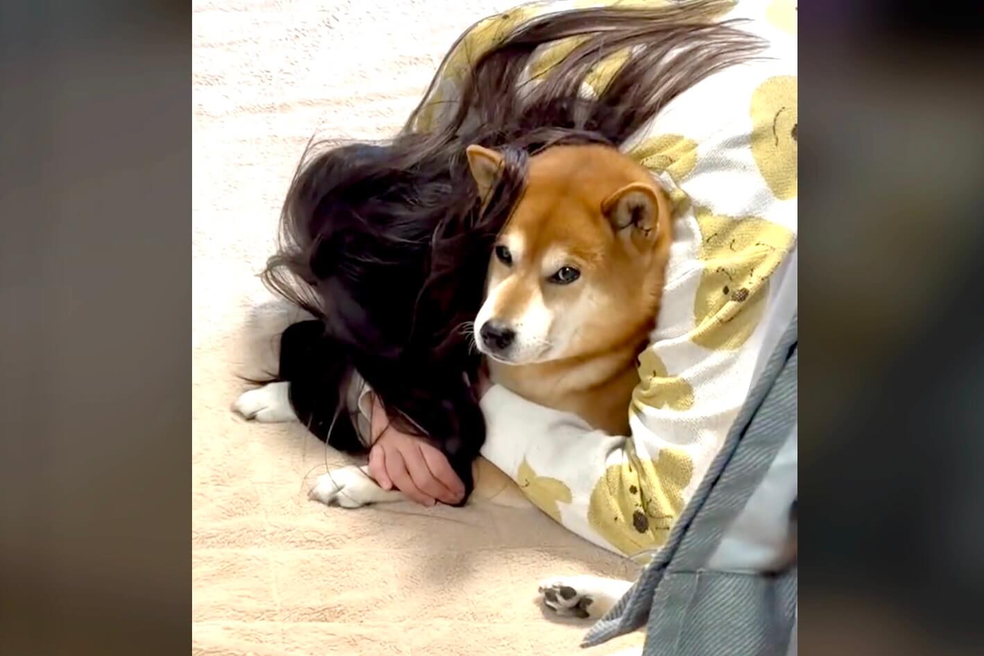 柴犬,動画
