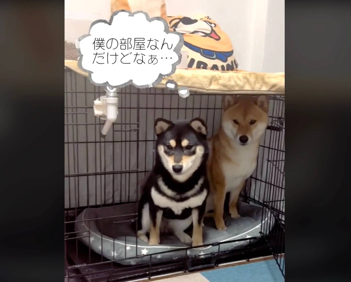 柴犬,動画