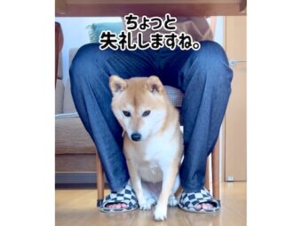 柴犬,動画