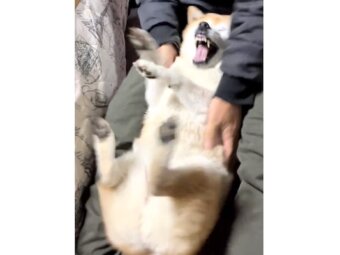 柴犬,動画