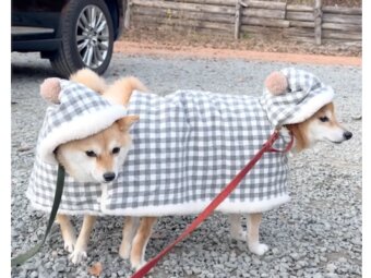 柴犬,動画