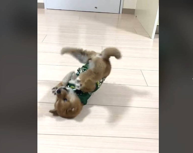 柴犬,動画