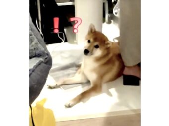 柴犬,動画