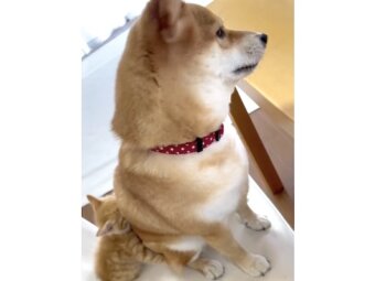 柴犬,動画