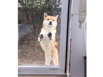 柴犬,動画