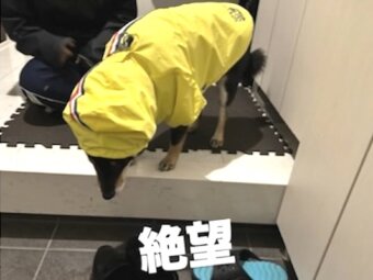 柴犬,動画