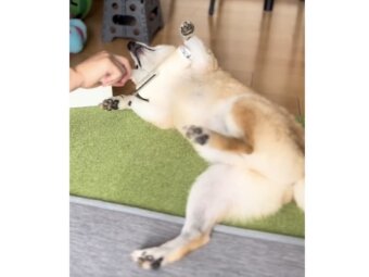 柴犬,動画