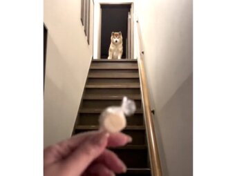 柴犬,動画