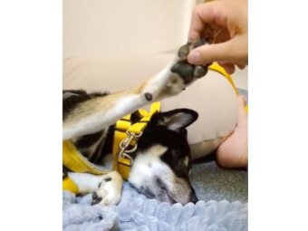 柴犬,動画