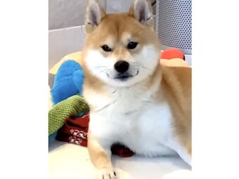 柴犬,動画