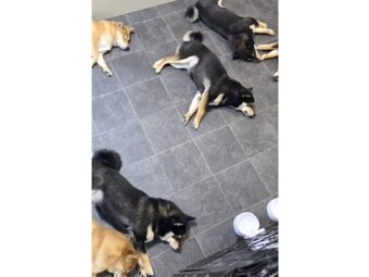 柴犬,動画