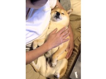柴犬,動画