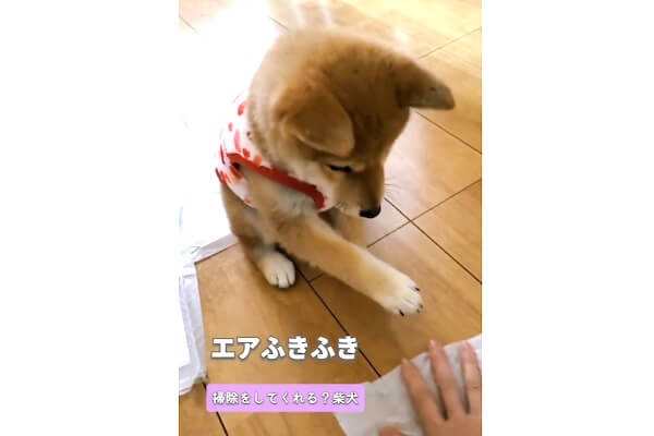 スティックパンのようなおててを伸ばして掃除のお手伝い（？）をする