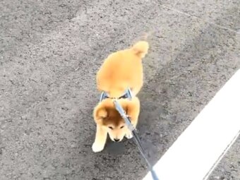 柴犬,動画