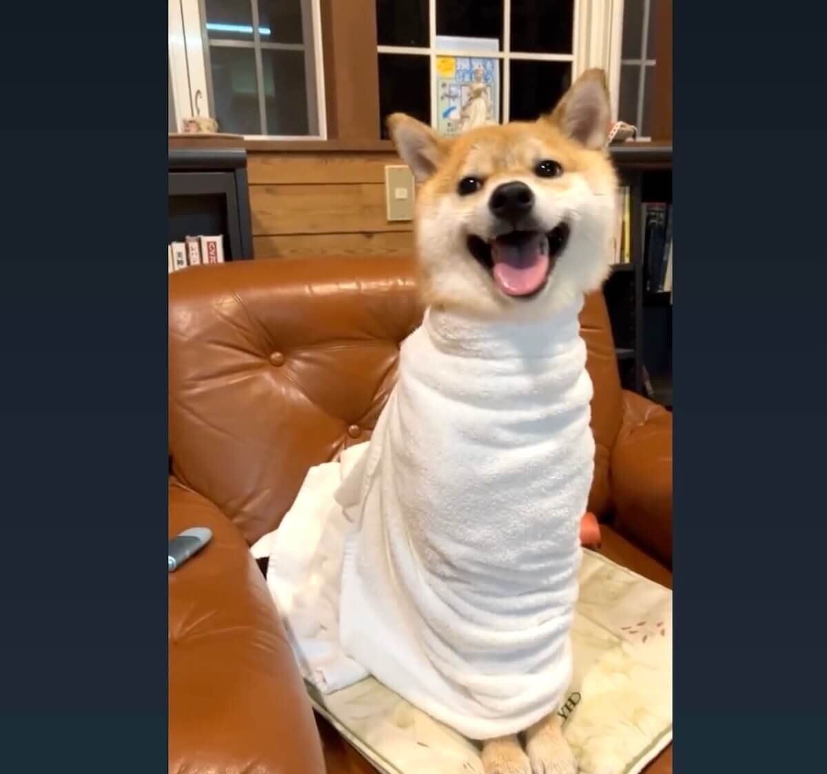 柴犬,動画