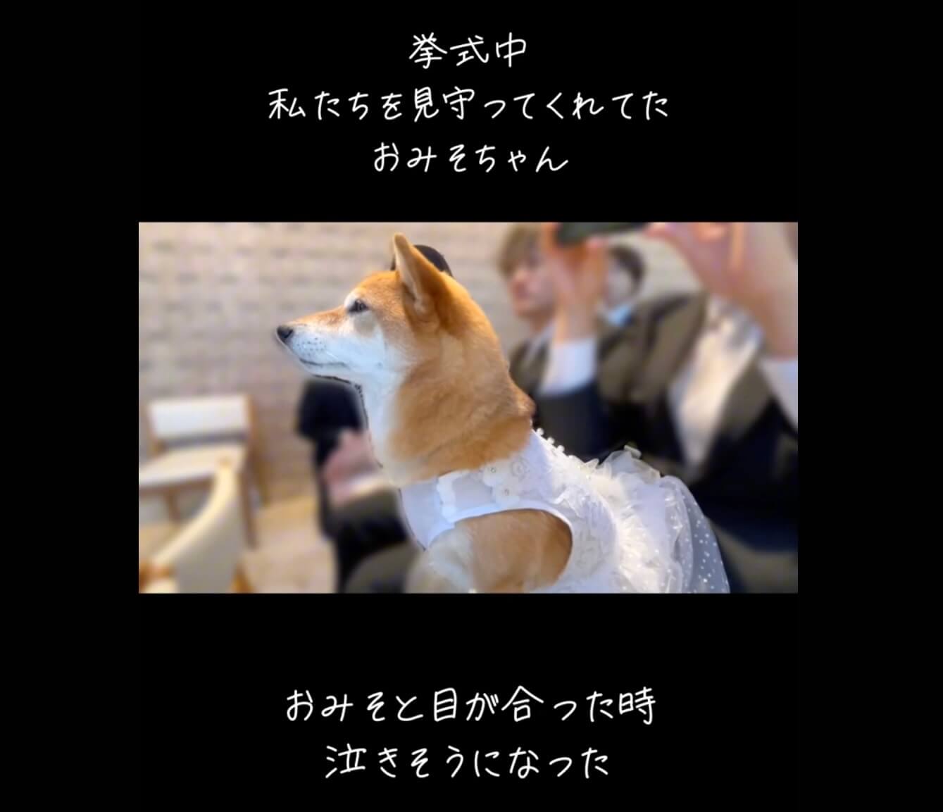 柴犬,動画