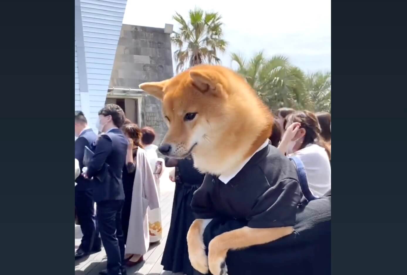 柴犬,動画