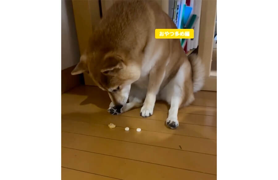 柴犬,動画