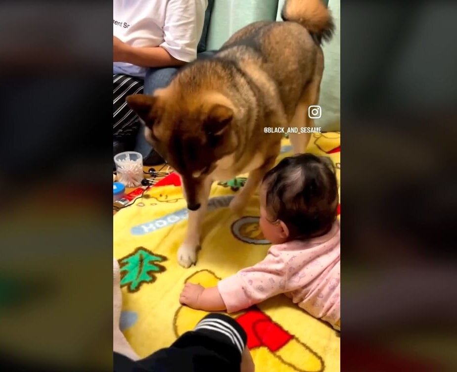 柴犬,動画