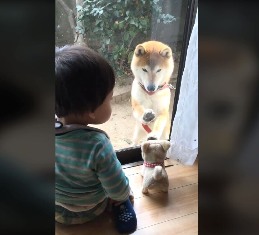 柴犬,動画