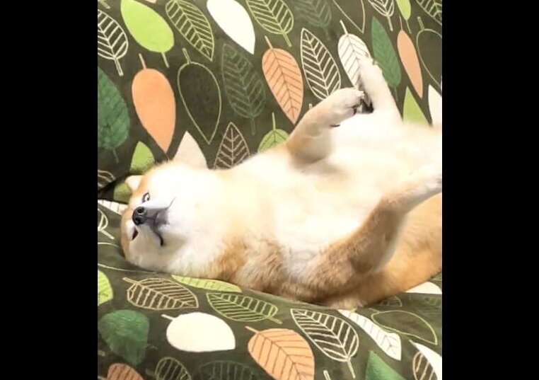 柴犬,動画