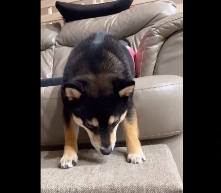 柴犬,動画
