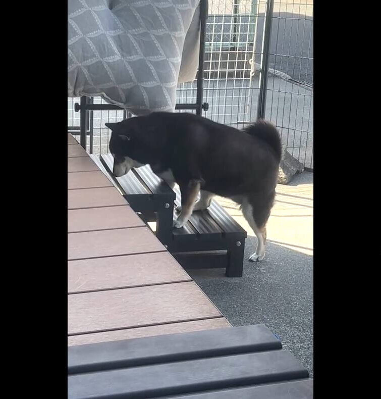 柴犬,動画