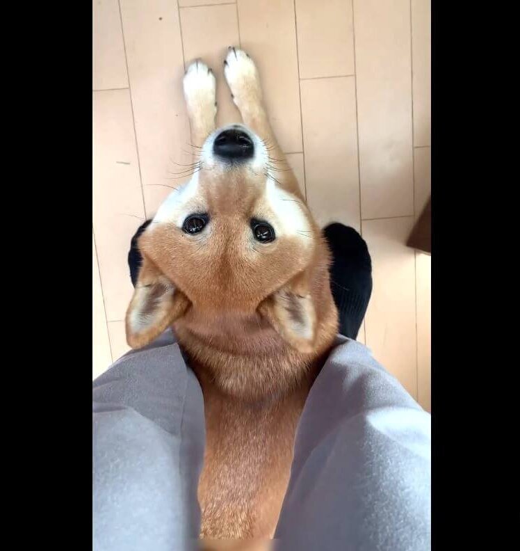 柴犬,動画