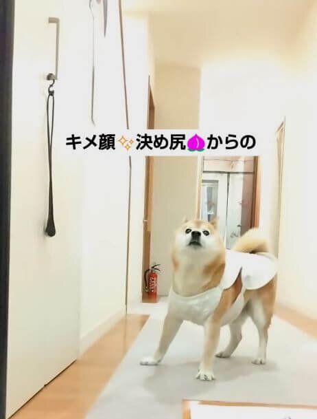 柴犬,動画