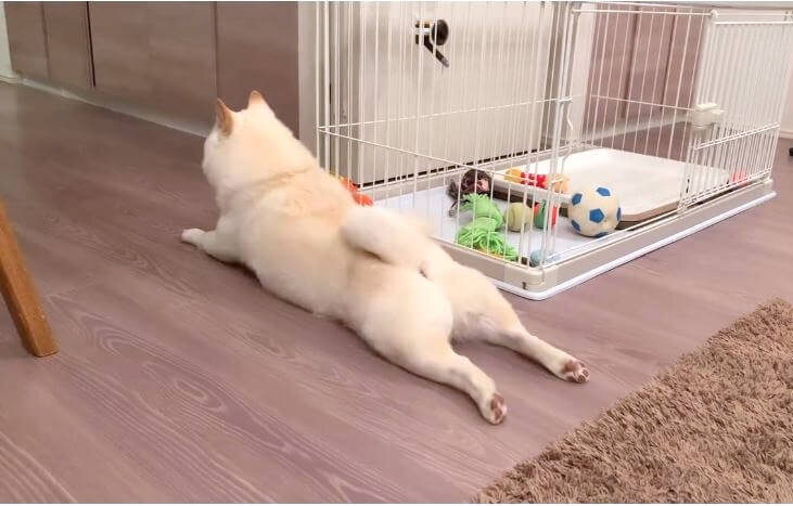 柴犬,動画