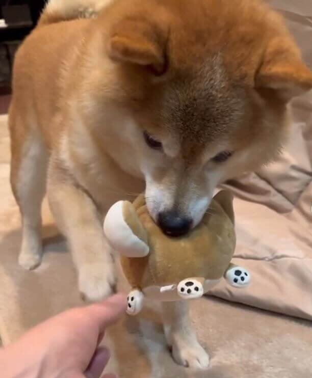 柴犬,動画