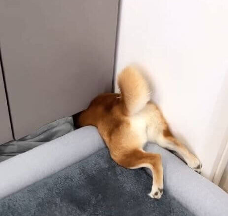 柴犬,動画
