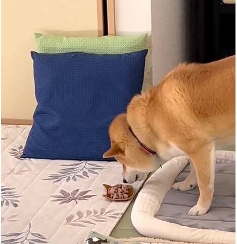 柴犬,動画