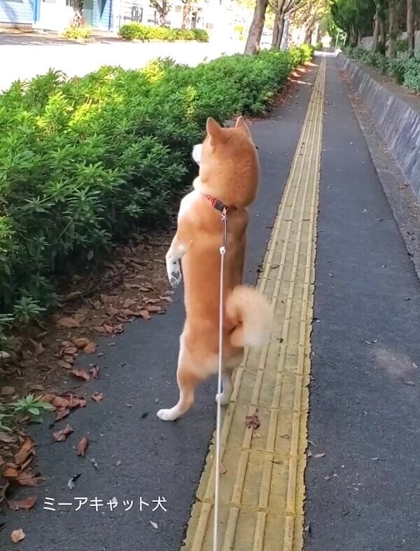 柴犬,動画