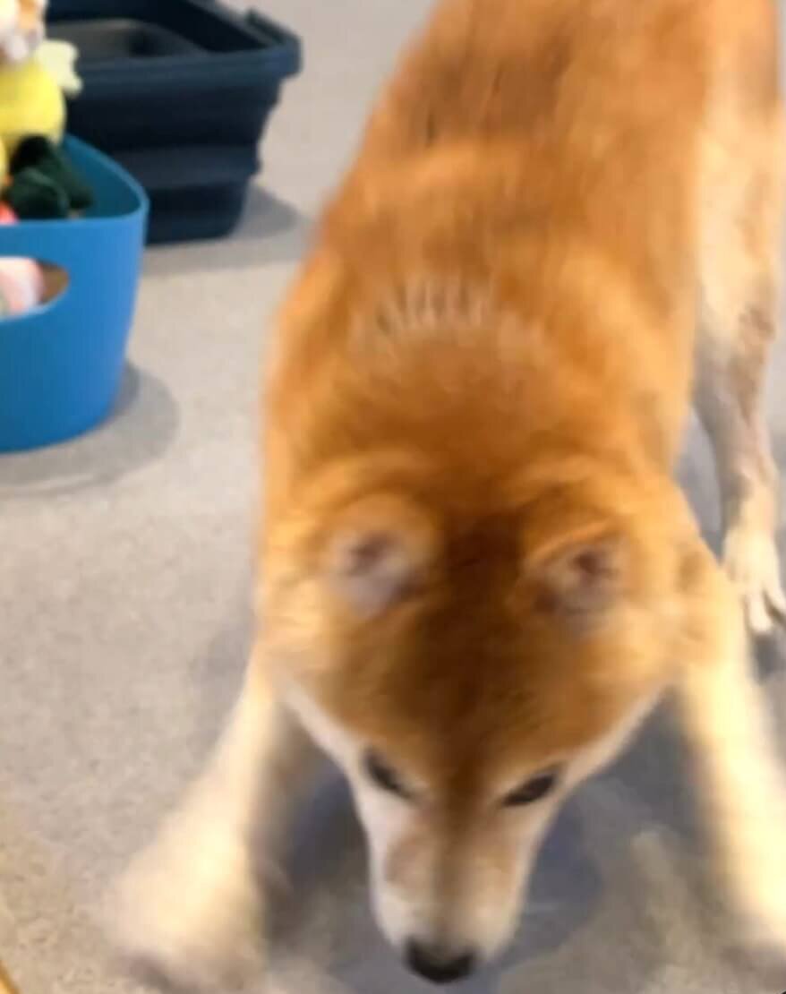 柴犬,動画