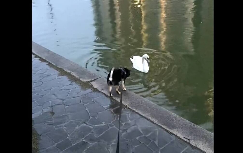 柴犬,動画