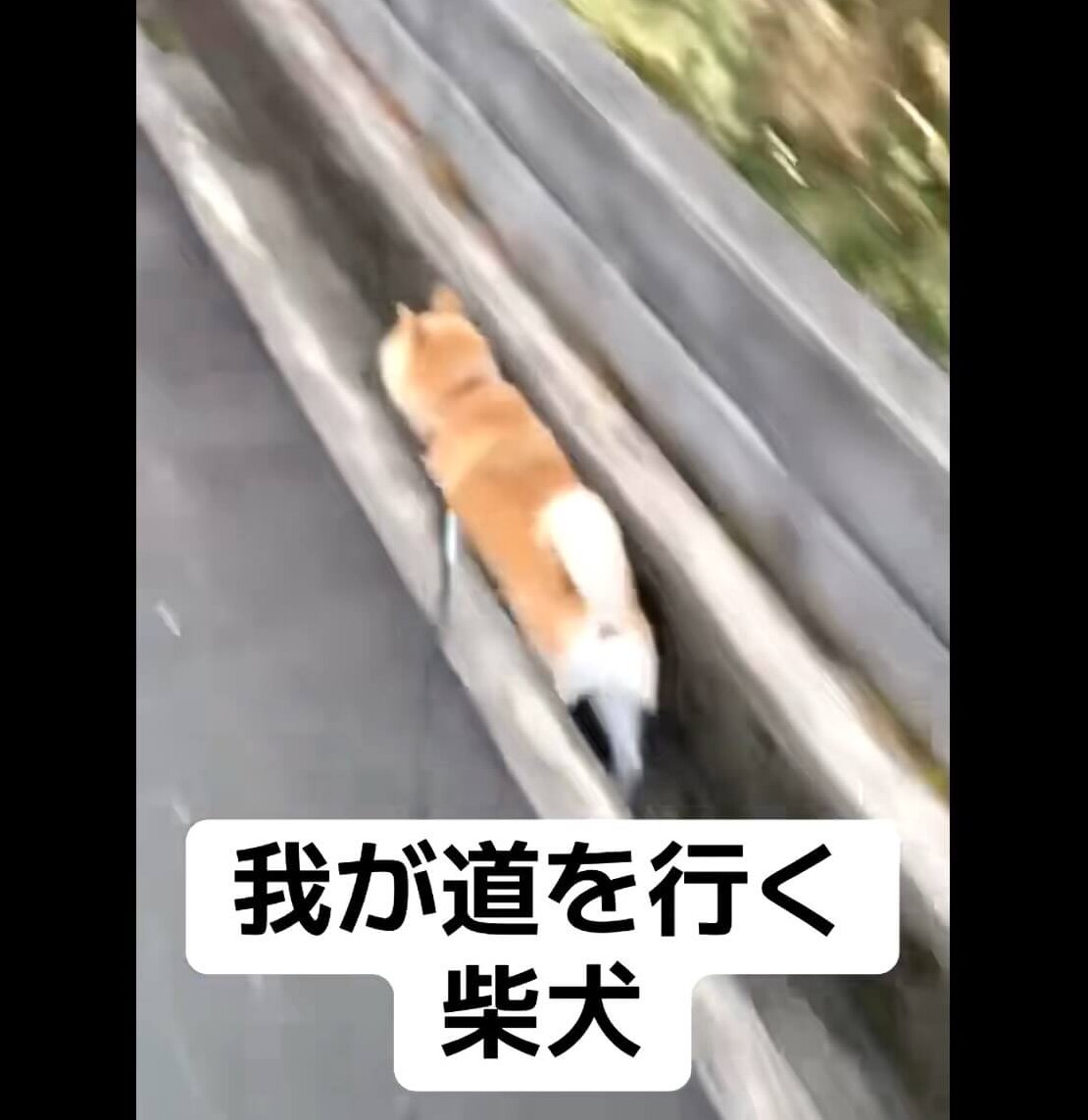 柴犬,動画